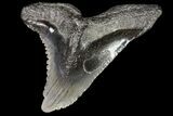 Large, Fossil Hemipristis Tooth - Georgia #74766-1